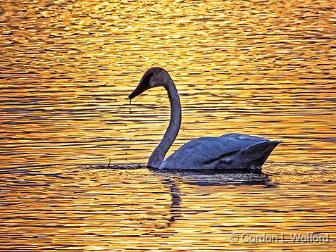 Sunset Swan_DSCF00722.jpg - Trumpeter Swan (Cygnus buccinator) photographed along the Rideau Canal Waterway at Kilmarnock, Ontario, Canada.